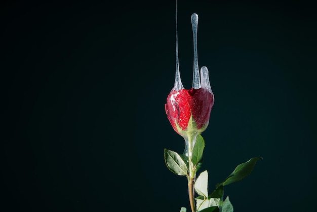 Concetto di rosa con melma trasparente