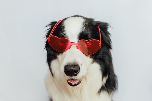 Concetto di San Valentino Divertente cucciolo di cane border collie in occhiali a forma di cuore rosso isolati su sfondo bianco Bel cane innamorato che celebra il giorno di San Valentino Cartolina d'amore innamorata