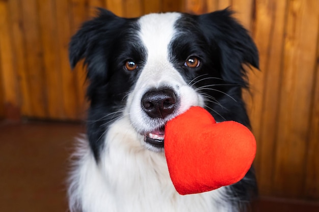 Concetto di San Valentino Ritratto divertente simpatico cucciolo di cane border collie che tiene il cuore rosso in bocca a casa sfondo interno Bel cane innamorato il giorno di San Valentino fa un regalo