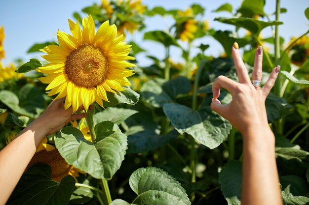 Concetto di segno ok Donna agronomo agricoltore che controlla la raccolta di qualità del campo di girasoli organici e mostra il gesto della mano okey come