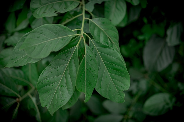 Concetto di sfondo di natura fresca, foglia verde nella foresta con goccioline d'acqua.