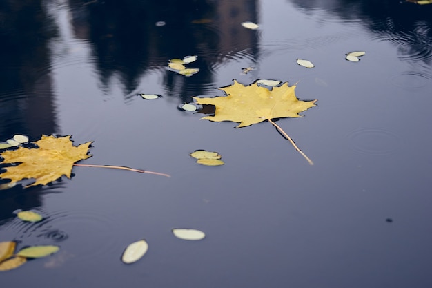 Concetto di stagione autunnale, foglie di acero gialle nella pozzanghera. Giornata di pioggia fredda autunnale. Colore vibrante del mare autunnale