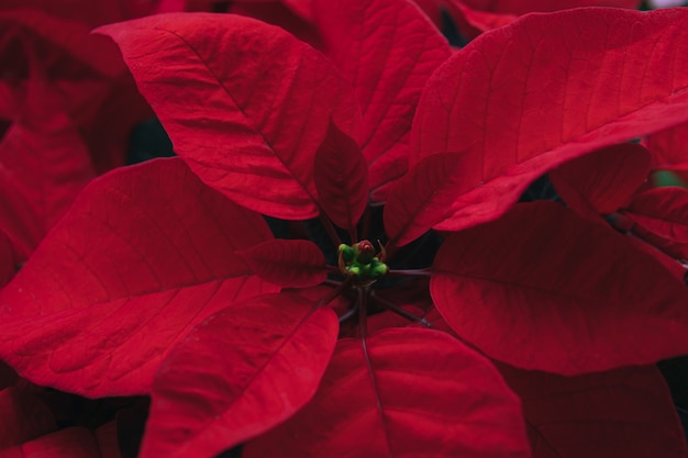 Concetto di stagione di Chrismas: primo piano del fiore di puntiettia.