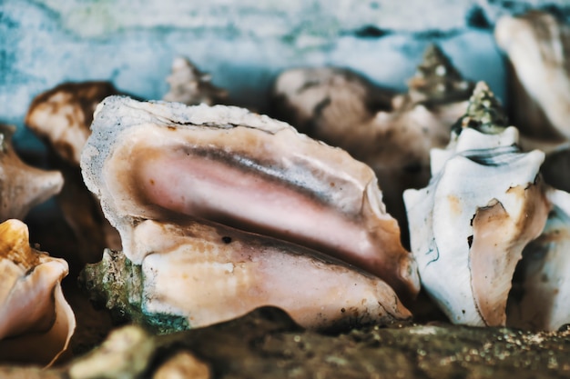 Concetto di trama Conchiglie come sfondo