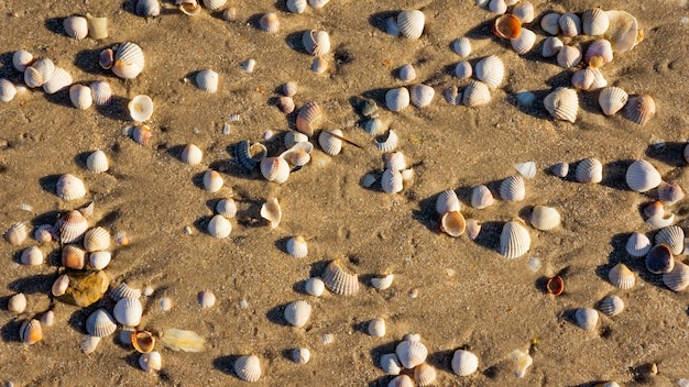 Concetto di vacanza di viaggio Conchiglie di mare sulla sabbia Viaggio di viaggio Testo di viaggio Foto di alta qualità