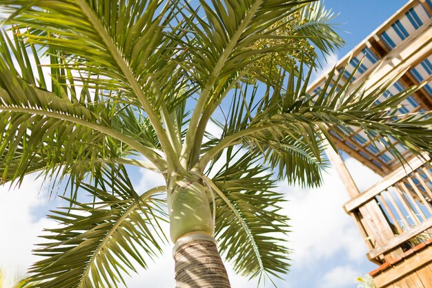 concetto di vacanza, natura e sfondo - palma sopra il cielo blu con nuvole bianche