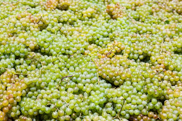 Concetto di vendemmia autunnale Vino bianco uve verdi come sfondo