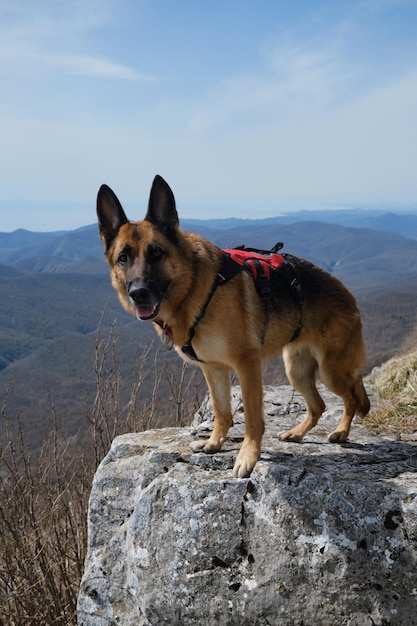 Concetto di viaggio ed escursionismo con il cane