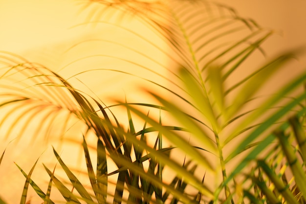 Concetto di viaggio estivo L&#39;ombra delle foglie di palma esotiche sta mettendo sul fondo giallo pastello della parete.