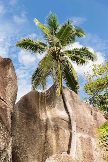 concetto di viaggio, paesaggio marino e natura - palma da cocco sulla spiaggia dell'isola alle seychelles