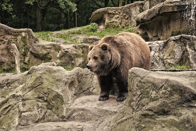 Concetto di zoo Vita selvaggia degli animali Orso bruno adulto in ambiente naturale Diritti degli animali Amichevole orso bruno che cammina nello zoo Carino grande orso sfondo natura paesaggio pietroso