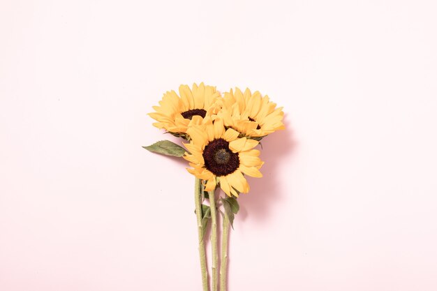 Concetto estivo con girasoli. Priorità bassa di disposizione del confine. Flatlay, vista dall'alto. Fiori gialli su sfondo rosa, distesi flat