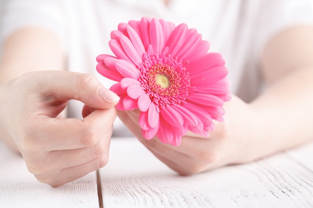 Concetto femminile di sanità, gerbera di fiore rosa della tenuta della mano