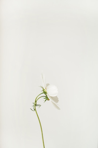 Concetto in stile minimale. Fiore di camomilla margherita bianca contro bianco