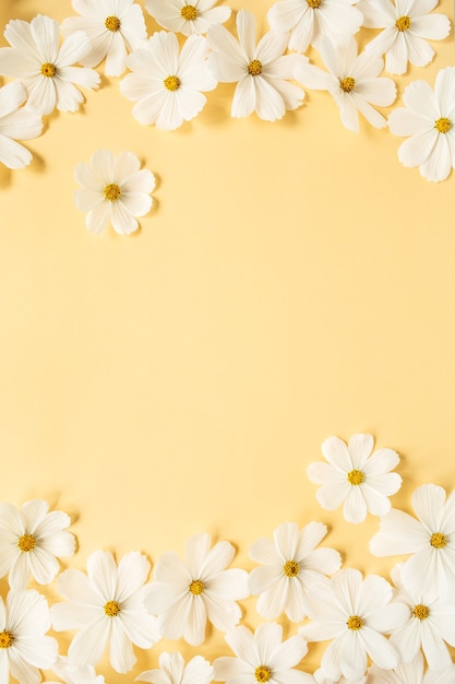 Concetto in stile minimale. Fiori di camomilla margherita bianca su giallo pallido