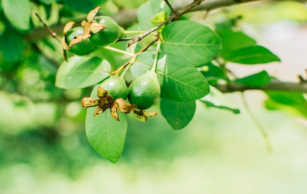 Concetto inizio del raccolto di guava Guaiave fresche appese a un ramo in una giornata di sole Un paio di piccole guaiave in crescita appese a un ramo