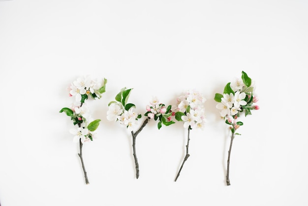 Concetto minimalista Rami di un melo con fiori bianchi su sfondo bianco Creativo