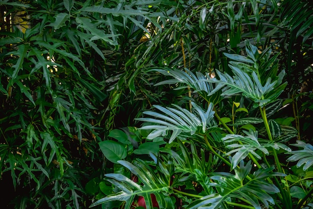 Concetto naturale dei fiori e delle foglie tropicali di struttura del fondo