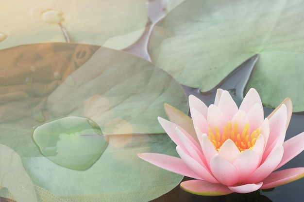 Concetto religioso Felice giorno vesak Makha Bucha Bellissimo fiore d'acqua giglio rosa mostra il polline e il petalo galleggiano sull'acqua con la mano blured danno l'elemosina a un monaco buddista