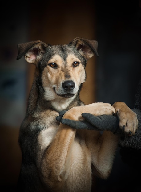 Concetto Simpatico cane randagio dall'aspetto amichevole