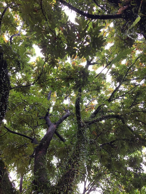 Concetto verde Albero superiore con foglie verdi riprese dal basso e luce solare