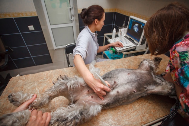 Concetto veterinario. Il veterinario sta facendo ultrasuoni