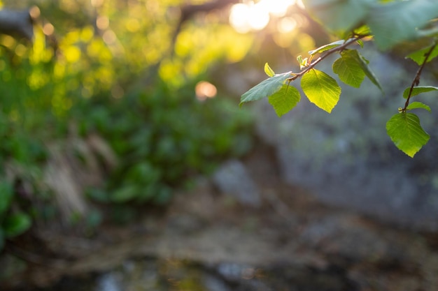 Concetto vista della natura della foglia verde su sfondo verde sfocato in giardino e luce solare