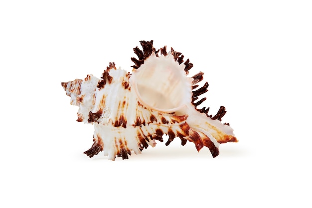Conch shell, vista frontale