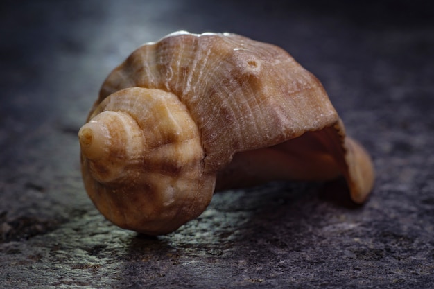 Conchiglia a spirale di un mollusco di mare. rapporto aureo