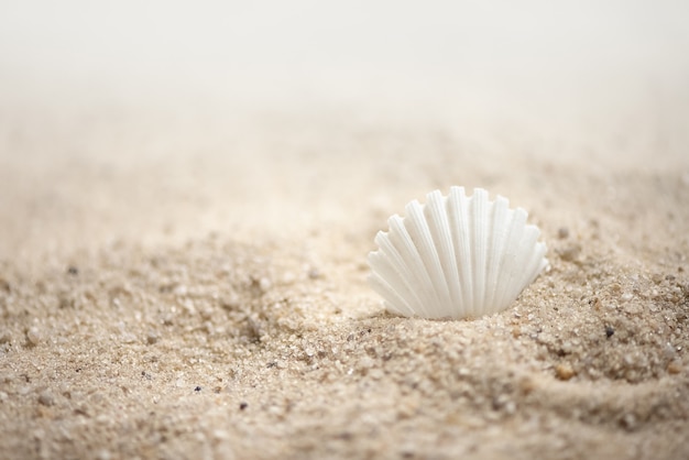 Conchiglia bianca sul fondo marino di estate della spiaggia sabbiosa