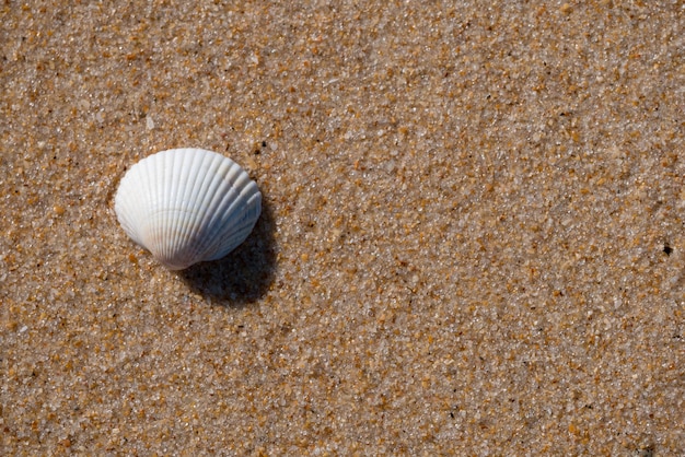 Conchiglia bianca sulla sabbia della spiaggia