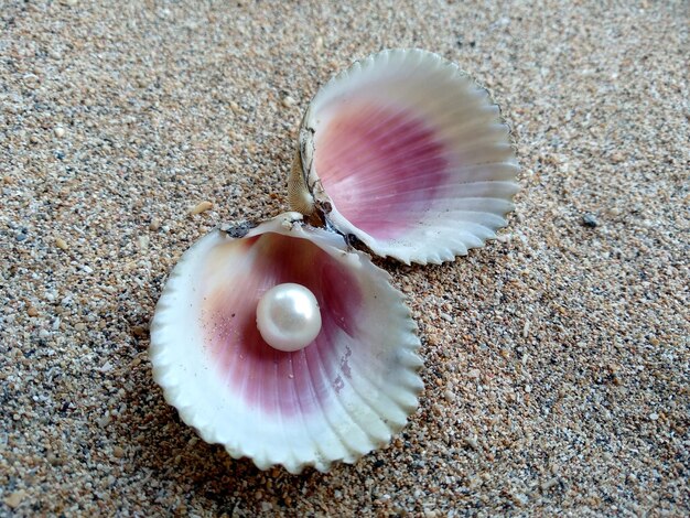 Conchiglia con una perla su una spiaggia di sabbia Una conchiglia di mare aperto con una perla all'interno