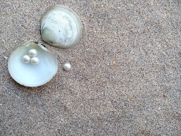 Conchiglia con una perla su una spiaggia di sabbia Una conchiglia di mare aperto con una perla all'interno