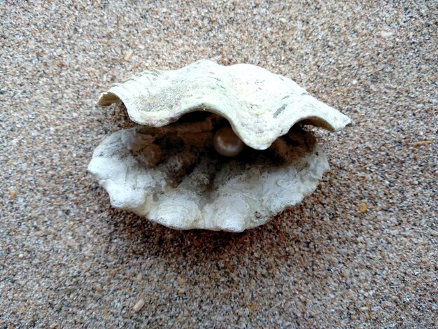 Conchiglia con una perla su una spiaggia di sabbia