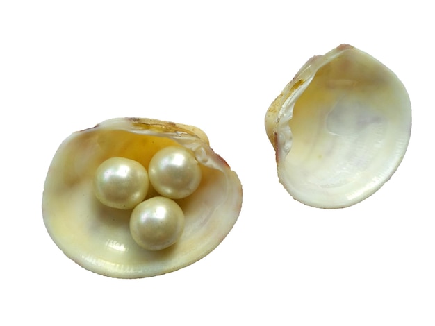 Conchiglia con una perla Una conchiglia di mare aperto con una perla all'interno su sfondo bianco
