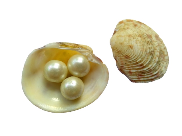 Conchiglia con una perla Una conchiglia di mare aperto con una perla all'interno su sfondo bianco