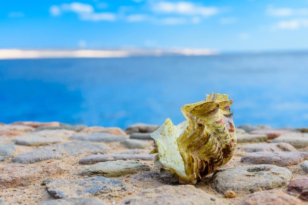 Conchiglia del mollusco tridacna Mar Rosso sullo sfondo