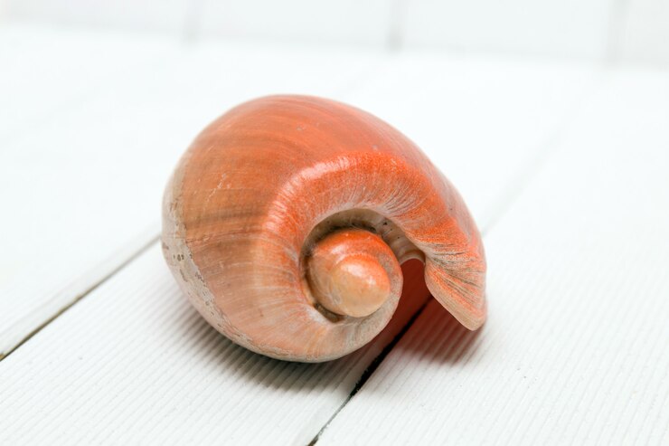 Foto conchiglia di cymbiola