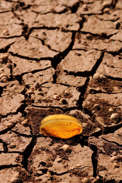 Conchiglia di fiume in terra asciutta incrinata