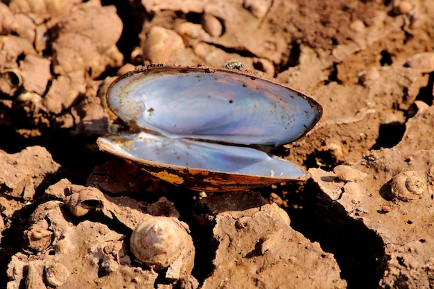 Conchiglia di fiume in terra asciutta incrinata