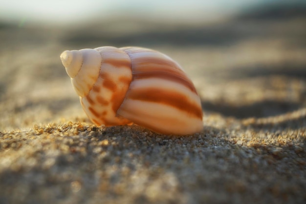 Conchiglia di lumaca bianca e marrone su una spiaggia di sabbia