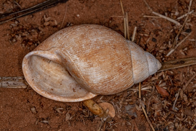 Conchiglia di lumaca di terra comune del genere Megalobulimus