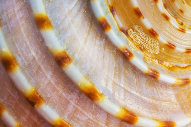 conchiglia di mare o pesce conchiglia da vicino