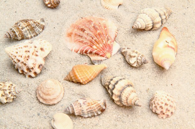 conchiglia di mare sulla sabbia