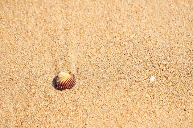 Conchiglia di mare sulla spiaggia sabbiosa