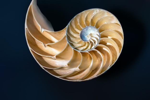 Conchiglia imperatore Nautilus interno Nautilus Pompilius conchiglia marina