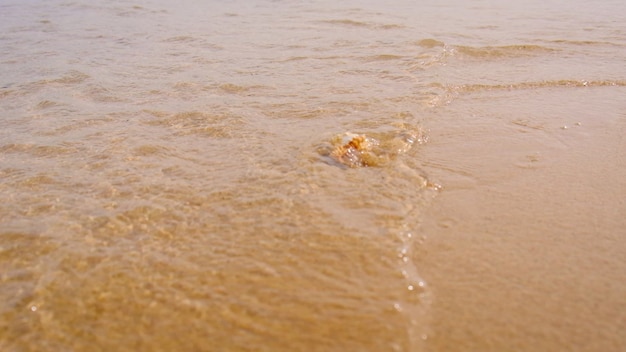 Conchiglia in riva al mare sulla sabbia