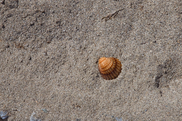 Conchiglia marrone sulla spiaggia di sabbia