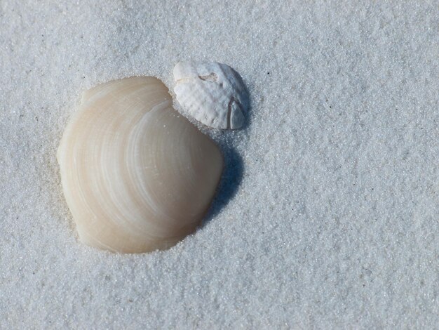 Conchiglia oceanica sulla spiaggia del Messico, Florida.