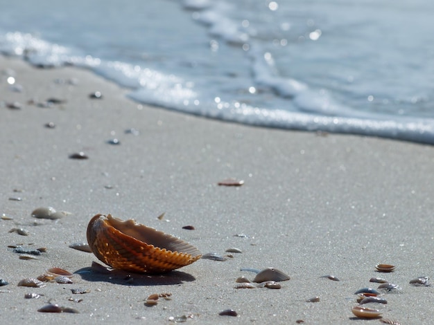 Conchiglia oceanica sulla spiaggia del Messico, Florida.